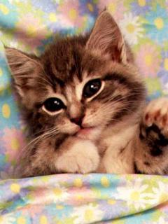 Other Wallpapers 0539